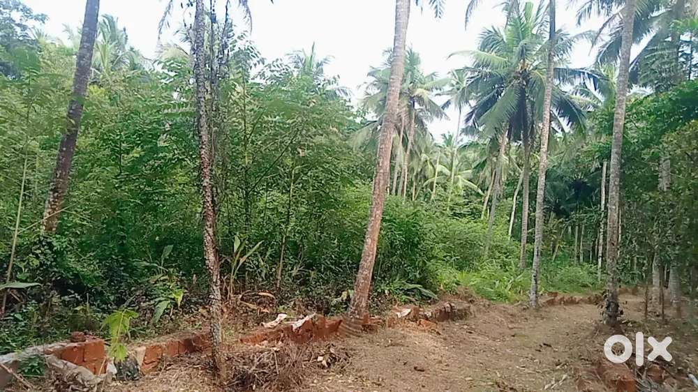 വീട് എടുക്കാൻ അനുയോജ്യമായ സ്ഥലം വില്പനക്ക്,