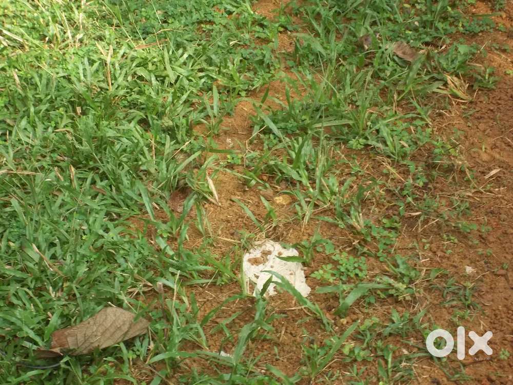 60 cent single flot 50000 per cent. Urgent sale.