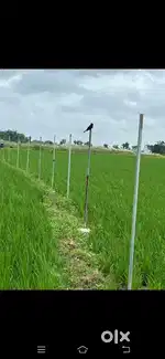 NK Farms Salinda