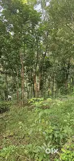 50 cent plot at palakkayam thattu 3 km