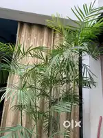 Bamboo plant ‘ king palm plant