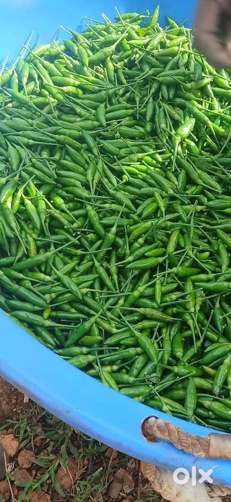 കാന്താരി മുളക്