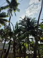 14 Cent East-Facing Coconut Grove Land – Elluvilai, Kanyakumari