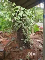 Jack fruit tree