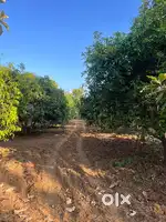 Mango Farm for Sale.
