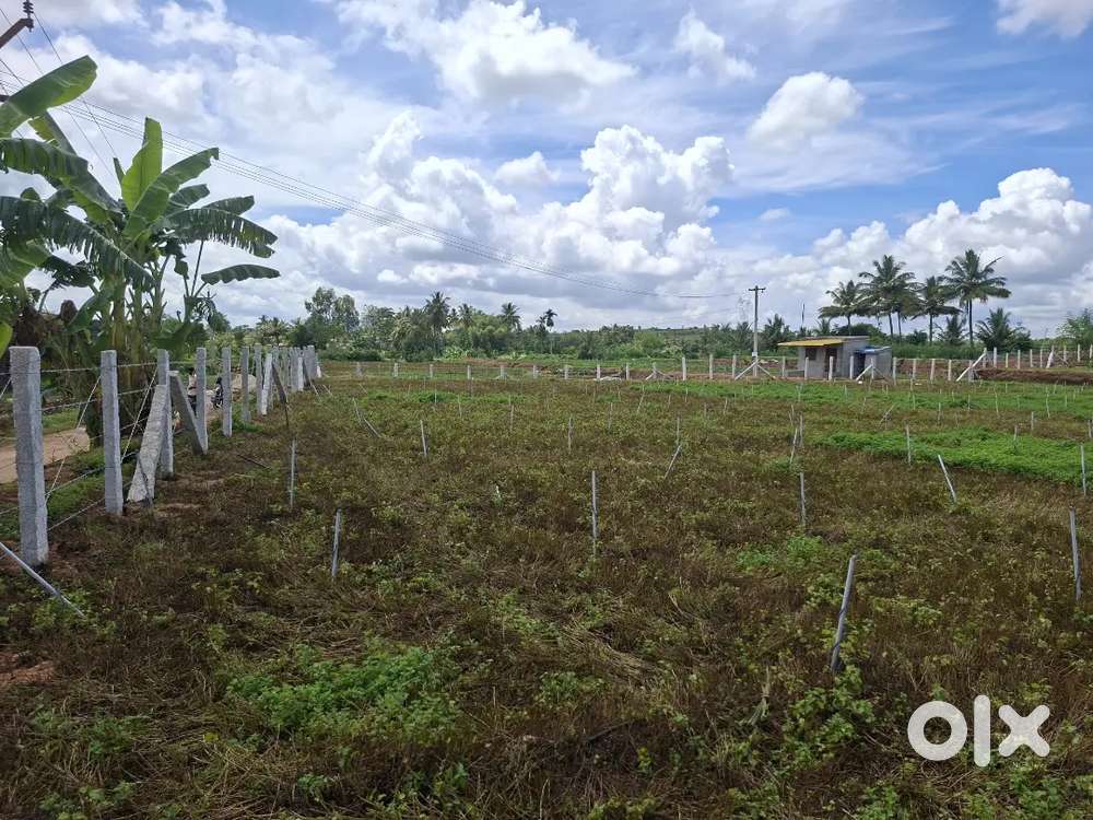 1.04 Acres AGRICULTURE FARM LAND SALE NEAR SHOOLAGIRI