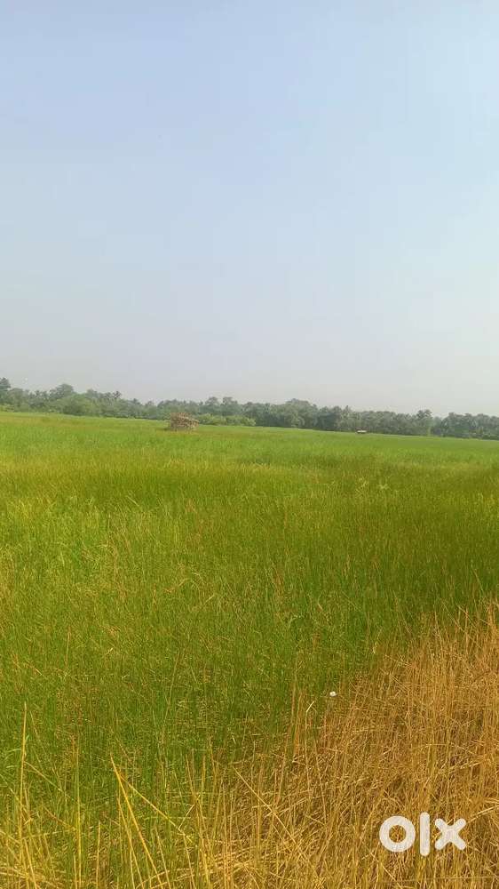 Owning Land in Kolkata & Siliguri is almost free