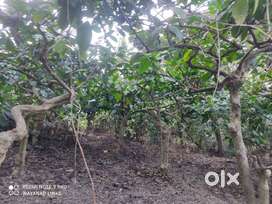 30 Cent Plot for Sale in Mandankolly, Sulthan Bathery Wayanad