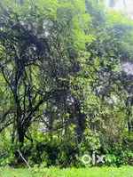 NA/ SATTLEMENT/ ORCHARD PLOTS FOR SALE IN AND ARROUND PONDA