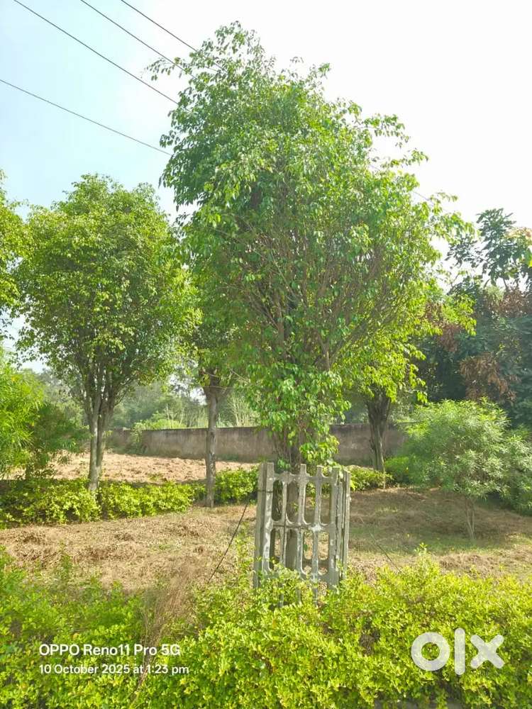 205 gaz plot at ansal town just rs 10000/gaz