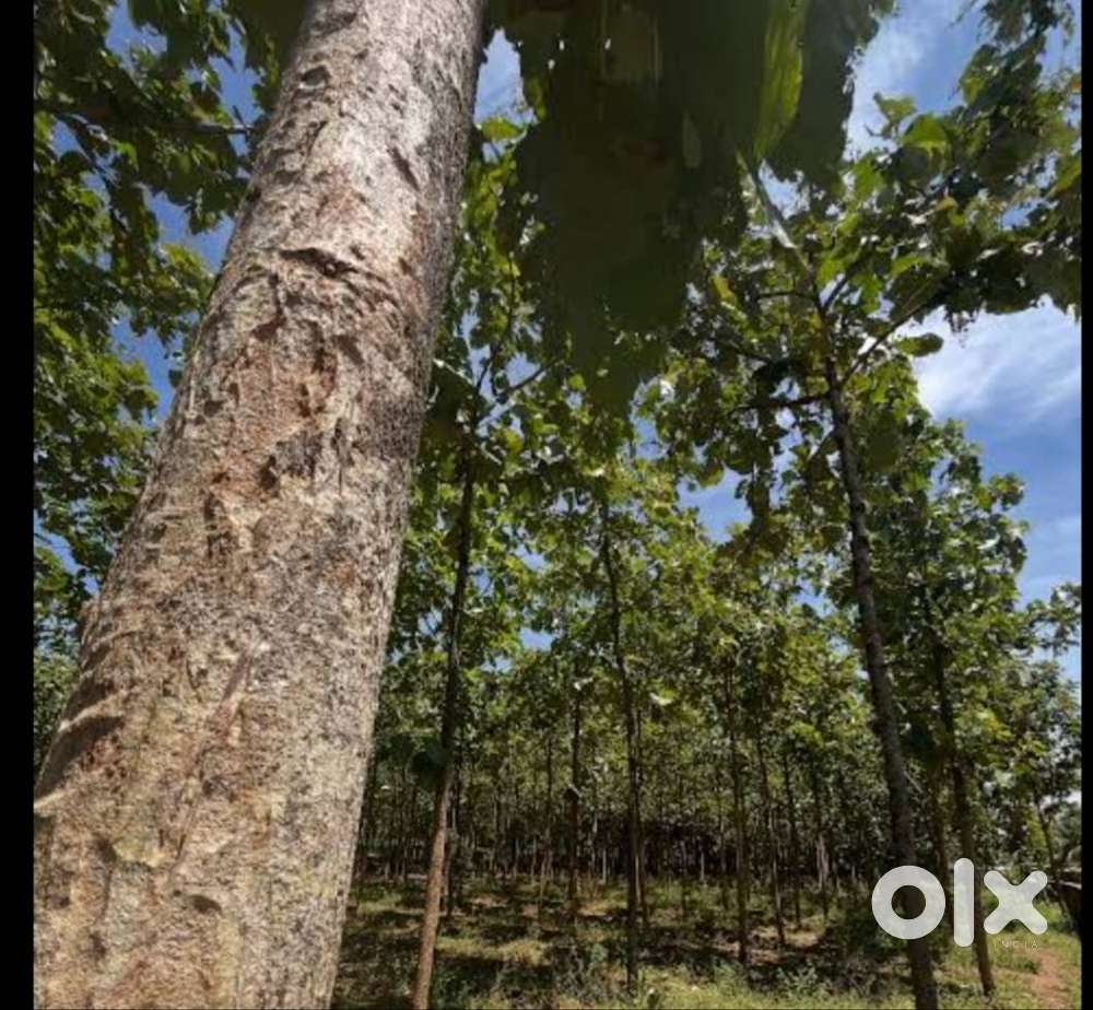 Thekkin thadi for sale