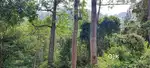 190 Acre agriculture land for sale in kodaikanal mountain range