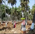 At Gouribidnur Highway 6534sqft Managed farm land for Sale just 399/-