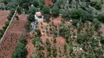 Managed Farmland for Health, Wealth & Holidays  Aroma Sandolo