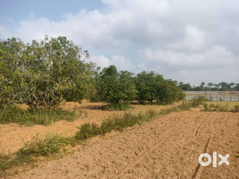 mango land for sale