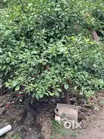Plot available in puri