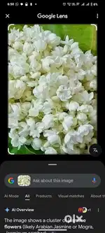 മുല്ലപ്പൂവ് വില്പനക്ക്