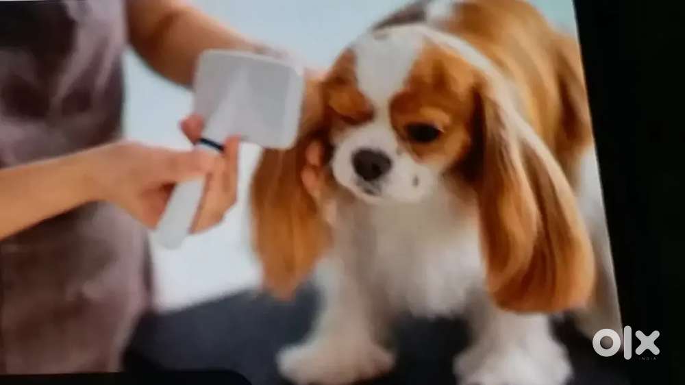 Job for DOG GROOMER in Patna