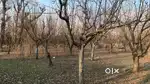 1 kanal land on sale