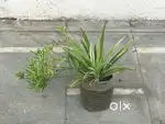 Spider plant