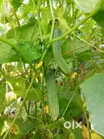 Green delights fresh fruits and vegetables
