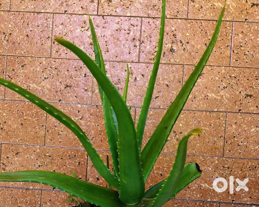 Aloevera Plants