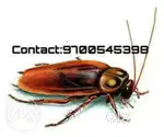 Pest control service