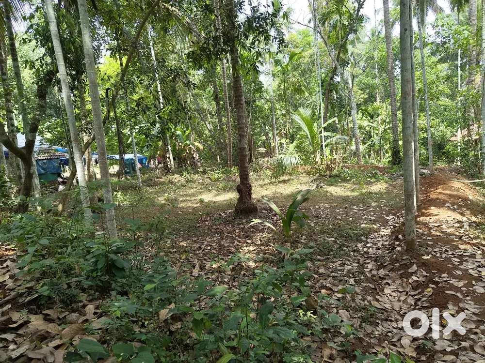 10cent plot for sale at punnassery