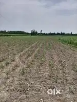 70 bigha land