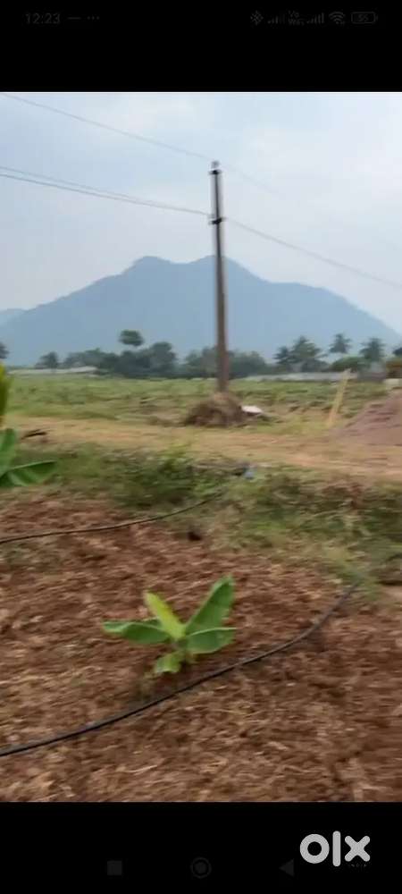 WOOD OF THE GOD అగర్ ఉడ్ ఫార్మ్ ల్యాండ్స్ మన వైజాగ్ లో తక్కువ ధరకు