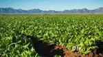 Land for farmhouse