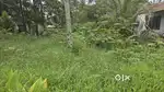6 cent plot ചേർത്തല കെ വി എം ഹോസ്പിറ്റൽ കിഴക്കുവശം