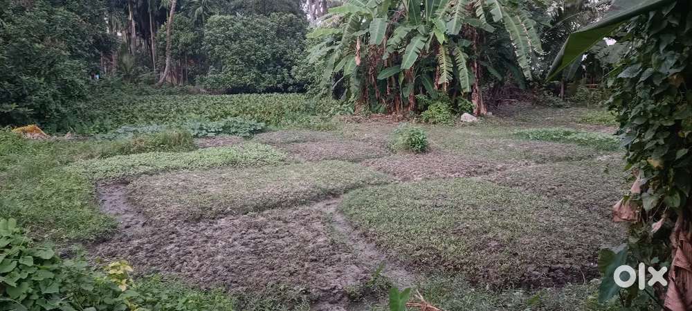 NEAR SUTAHATA AMLAT PRIMARY SCHOOL (Totally 6.5 decimal land)