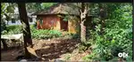 URGENT SALE OF 27 CENTS LAND WITH HOUSE & RUBBER TREES