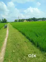 14715sq ft Residential plot for sale in kolhui bazar