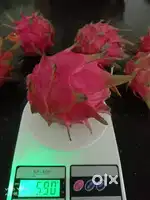 Dragon plant