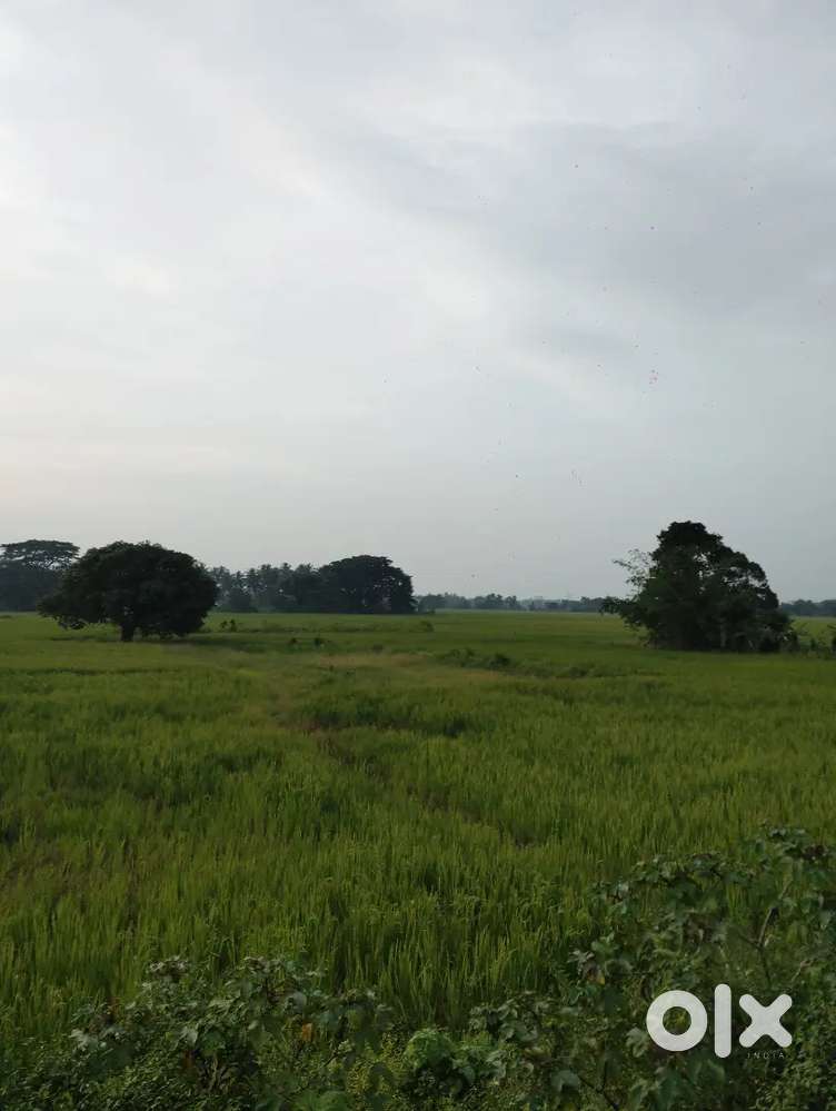PIPILI, NEAR PURI TO BHUBANESWAR ROAD, FROM NH TO 1 KM PLOT