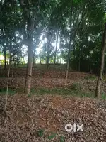 Urgent Sale Rubber plot near Vamanapuram