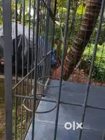 IRON DOG CAGE