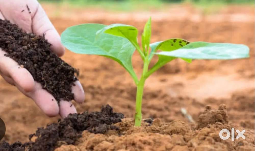 Organic fertilizer, ജൈവവളം