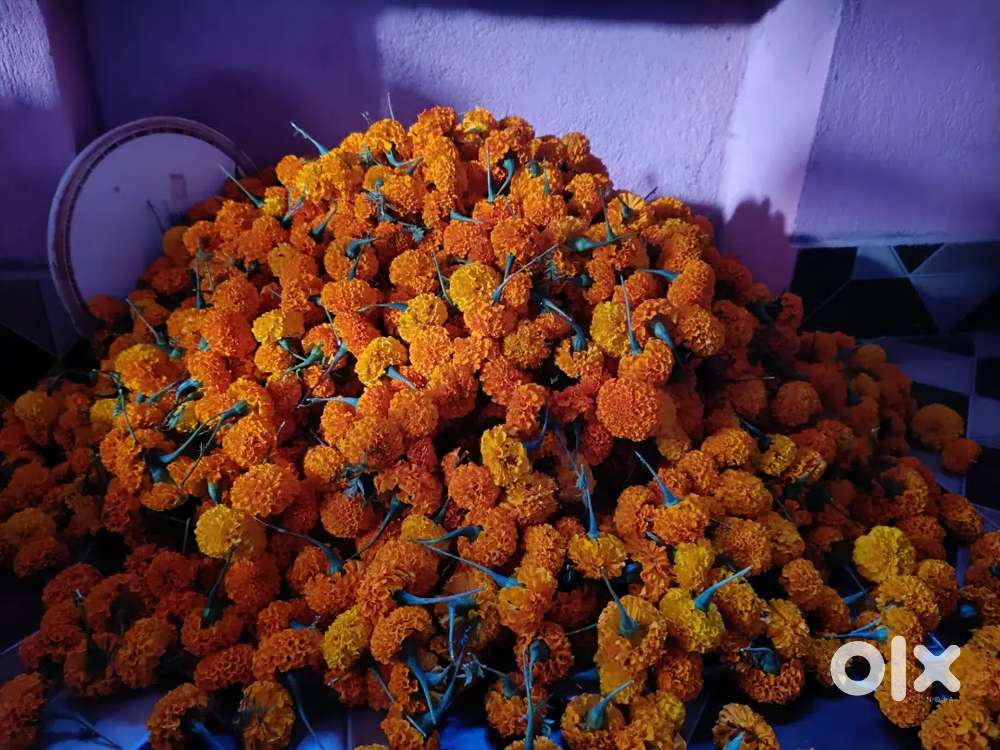 Fresh marigold flowers available
