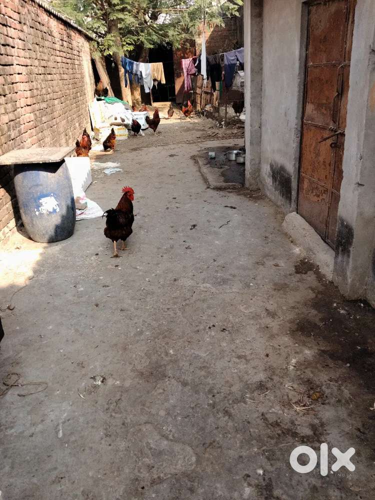 Chicken cutting and fish cutting person needed