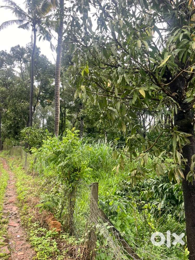 Wayanad tirunelli panjayath 2.60 acre cofee land witn house selling