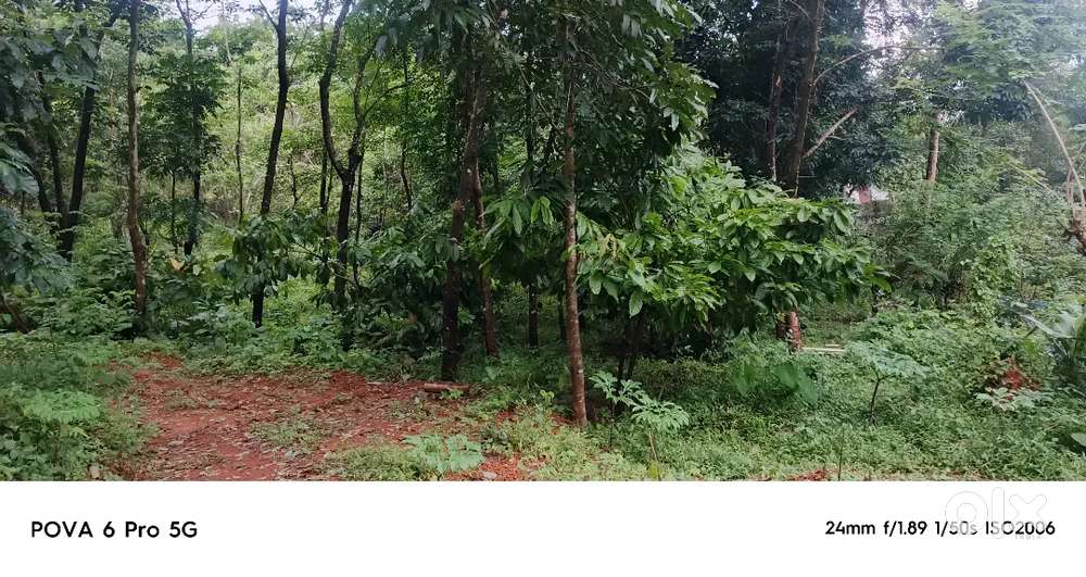 25sent land for sale in payyavoor