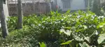 বামন গাছিতে আড়াই কাঠা জমি স্টেশন থেকে দশ মিনিটের দূরত্বে