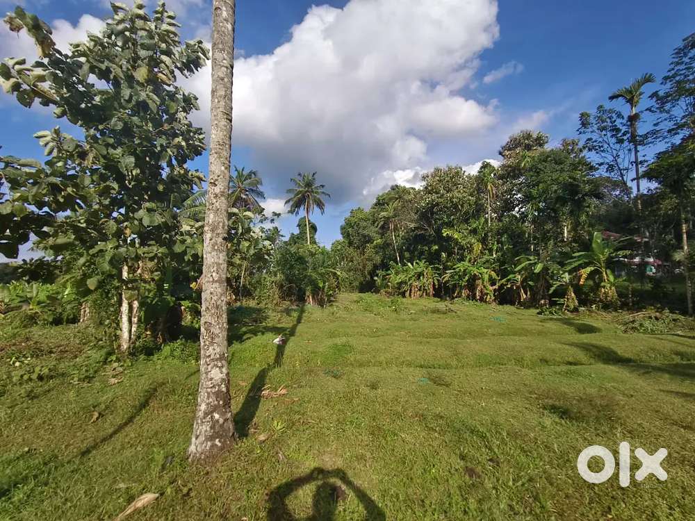 60 cent land for urgent sale (വഴി ഉൾപ്പെടുന്നത് )