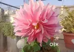 3bhk for sale in Riverdale Aerovista near G block Aerocity