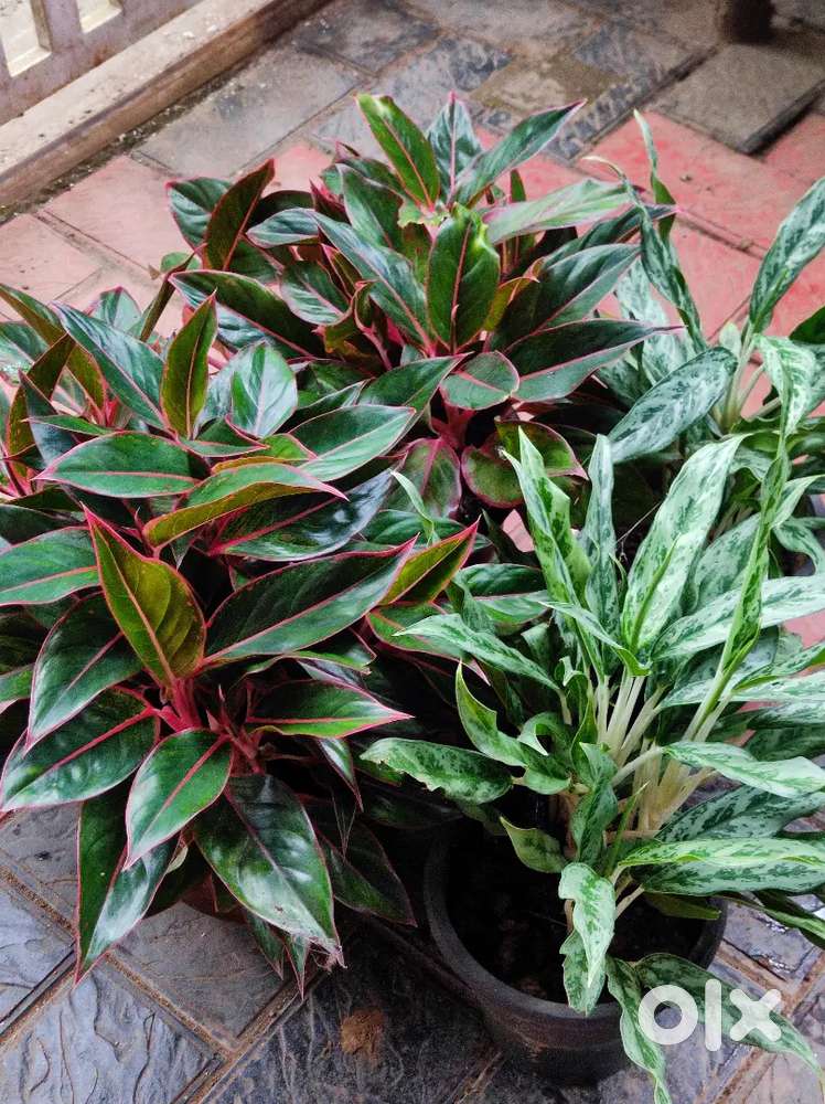Plant's for sale