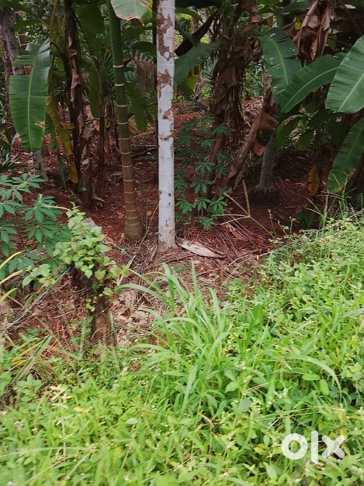 5.50 CENT LAND FOR SALE KRISHNANAIRE RAOD KARAPARAMBA