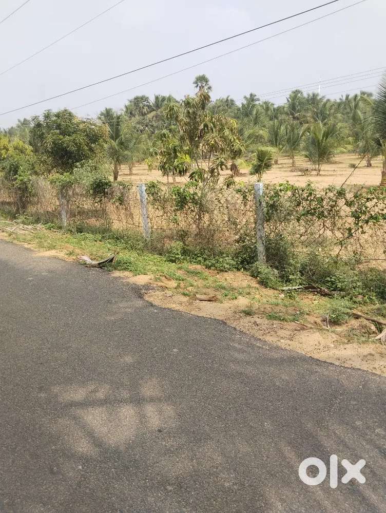 On road coconut Garden